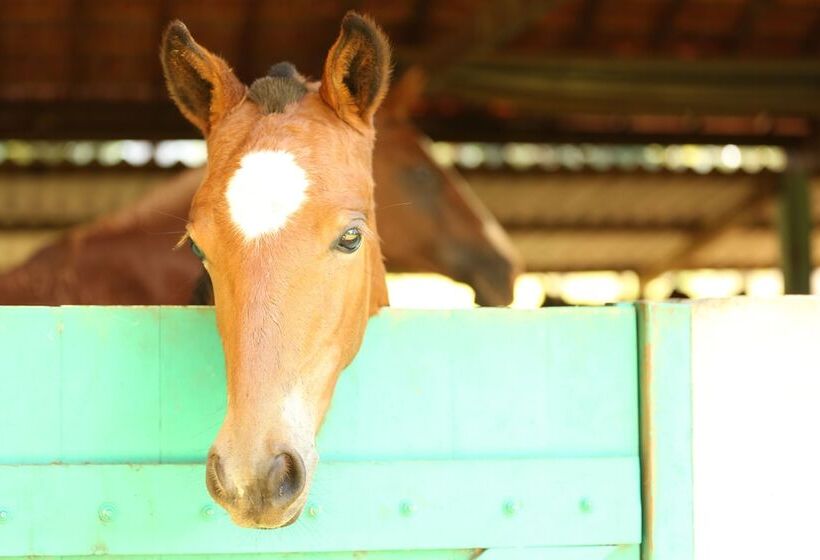 Hotel Leao De Juda Charme