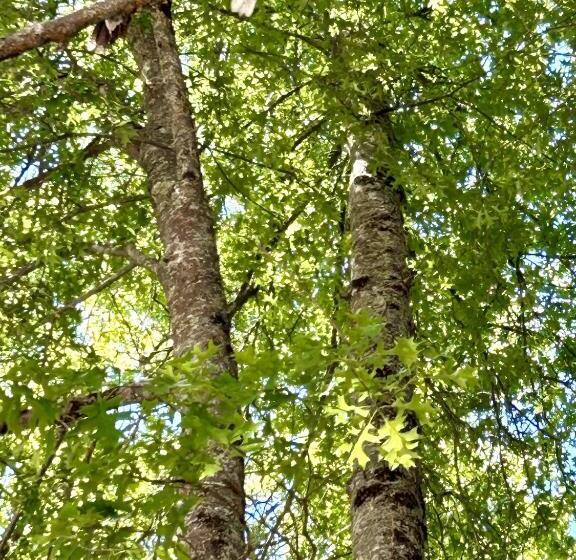 モーテル Adina Lodge Holiday Apartments