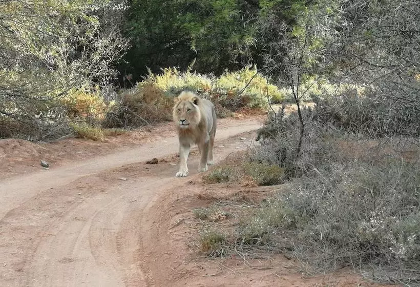 Hotelli Gondwana Family Lodge  Sanbona Wildlife Reserve