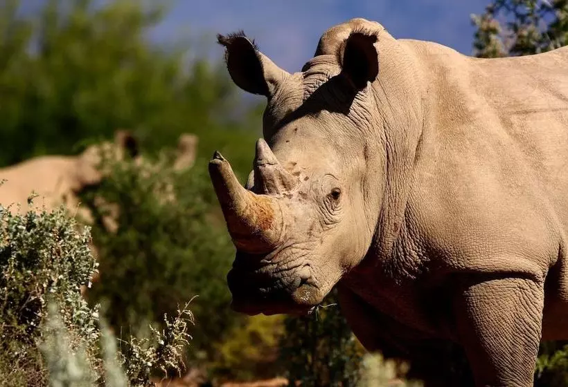 Hotelli Gondwana Family Lodge  Sanbona Wildlife Reserve