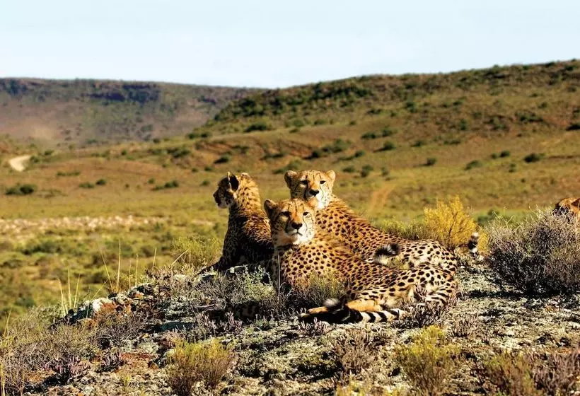 Hotelli Gondwana Family Lodge  Sanbona Wildlife Reserve