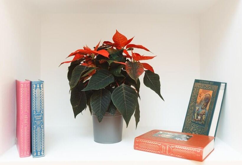 צימר Youpiter Studios