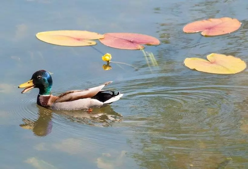 Majatalo Gościniec Pięciu Stawów