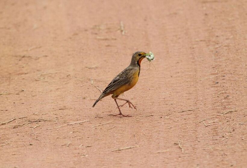 בית מלון כפרי Inzalo Safari Lodge