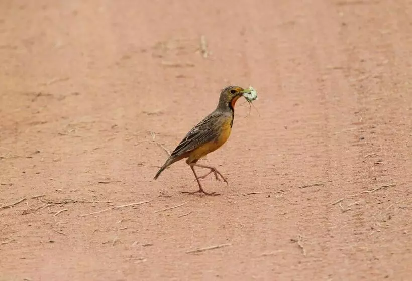 Hotelli Inzalo Safari Lodge