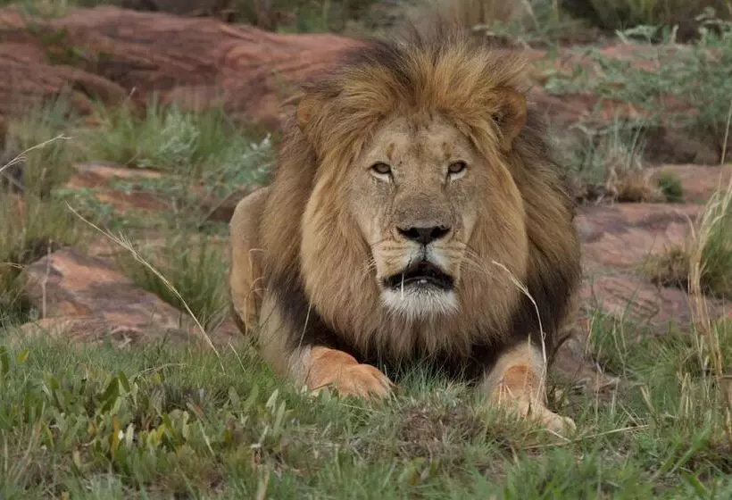 Hotelli Inzalo Safari Lodge