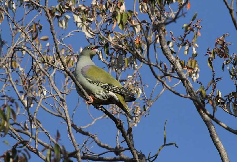 בית מלון כפרי Inzalo Safari Lodge