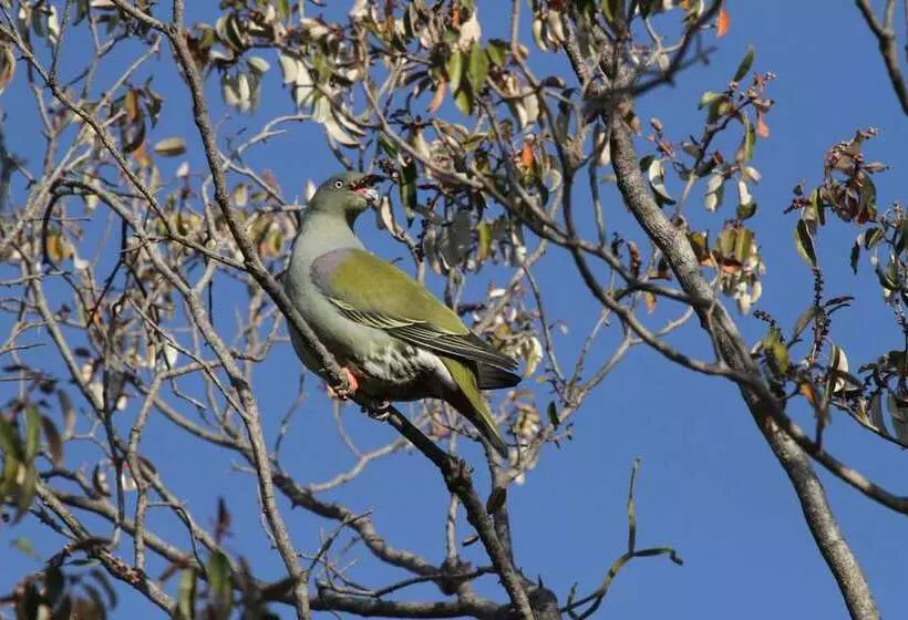 Hotelli Inzalo Safari Lodge