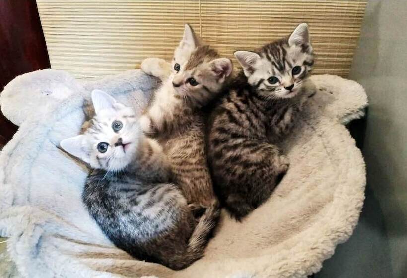 Отель Habitat Quadrangle North Luogu Flagship