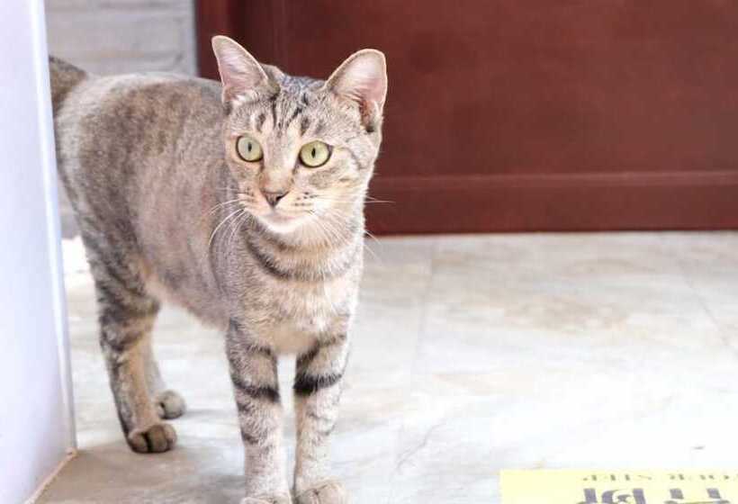 Отель Habitat Quadrangle North Luogu Flagship