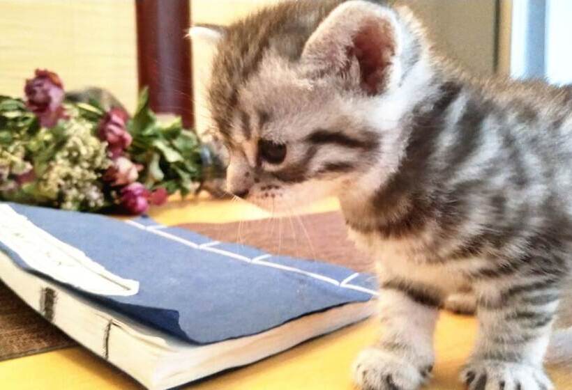 Отель Habitat Quadrangle North Luogu Flagship