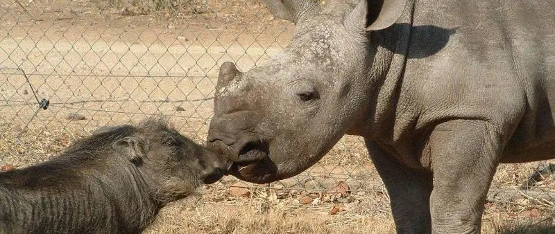 ホテル Hazyview Buffalo Game Lodge