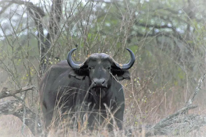 ホテル Hazyview Buffalo Game Lodge
