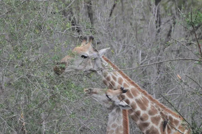 ホテル Hazyview Buffalo Game Lodge