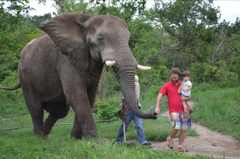 ホテル Hazyview Buffalo Game Lodge