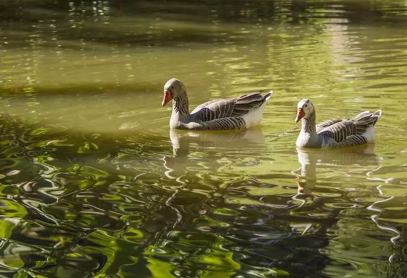 Hotelli Pousada Céu De Luz
