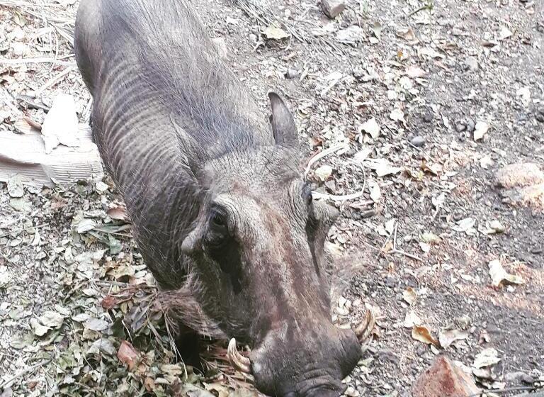 Herberge Homebase Kruger