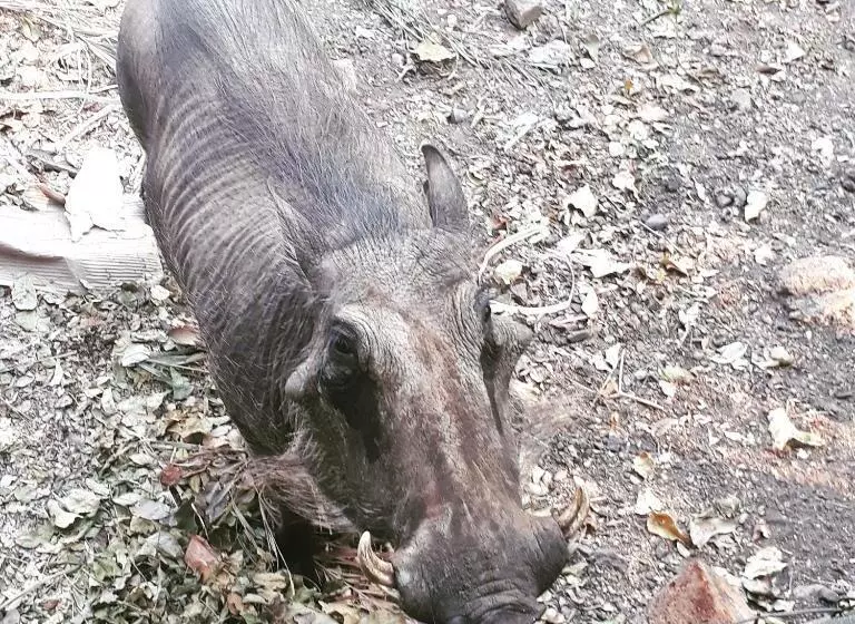 Retkeilymaja Homebase Kruger