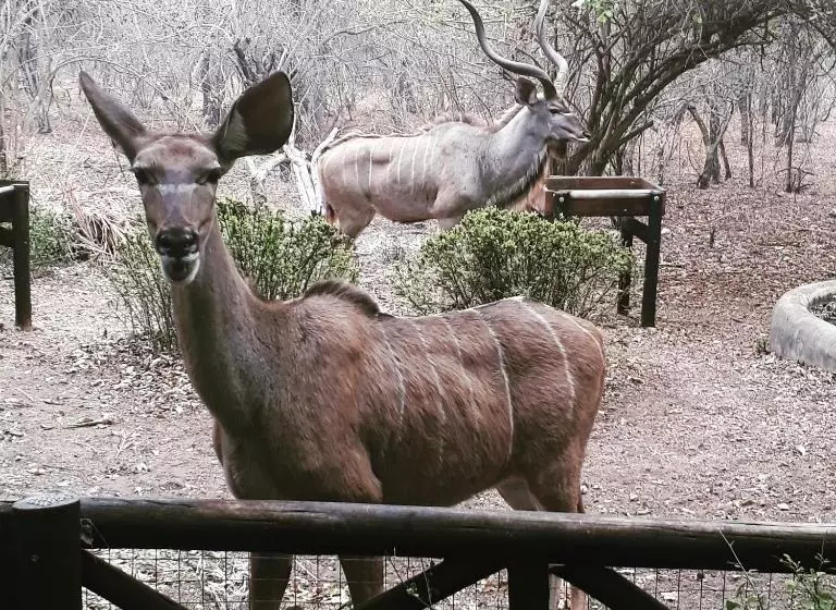 Retkeilymaja Homebase Kruger