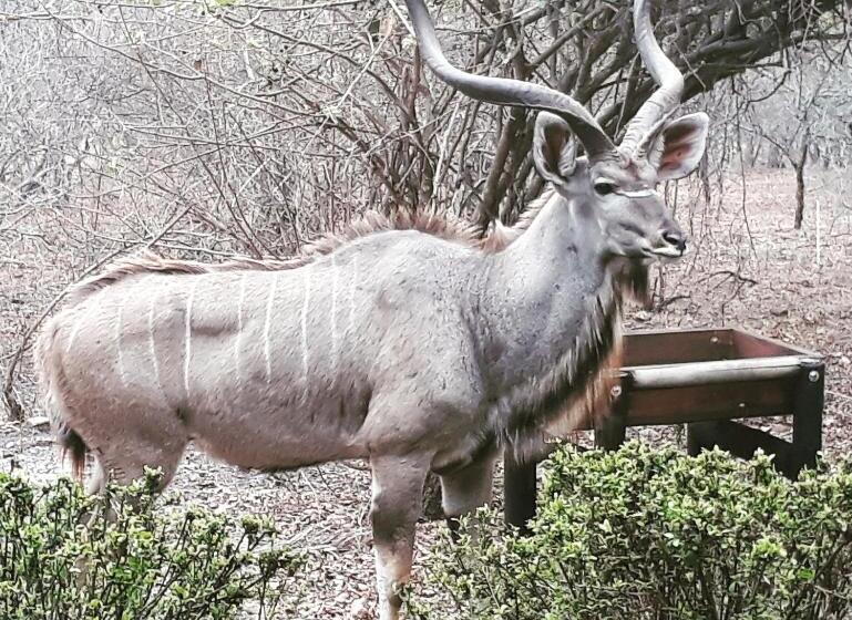 Herberge Homebase Kruger