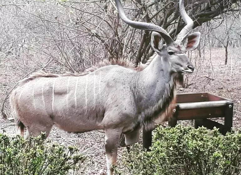 Retkeilymaja Homebase Kruger