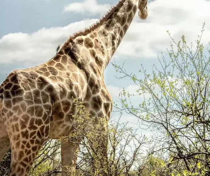 Retkeilymaja Homebase Kruger