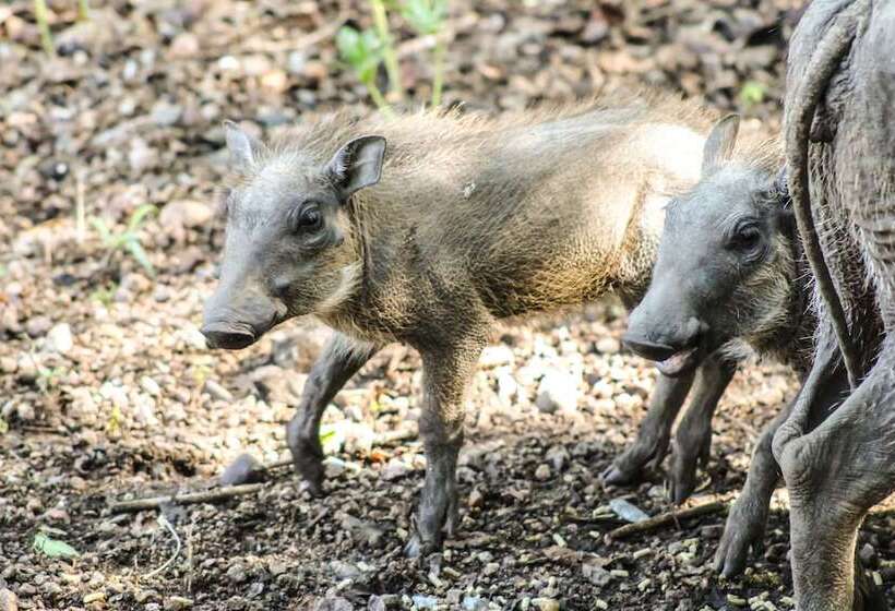 Herberge Homebase Kruger