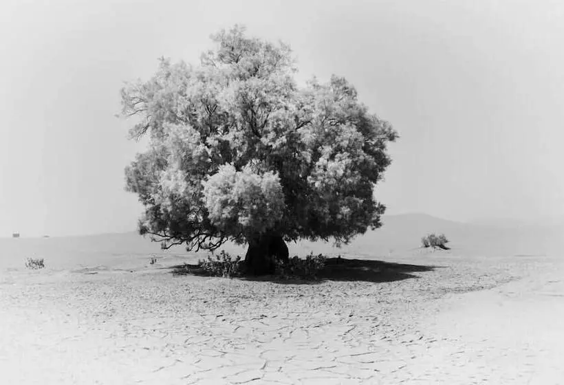 Khamlia Desert Bed & Breakfast