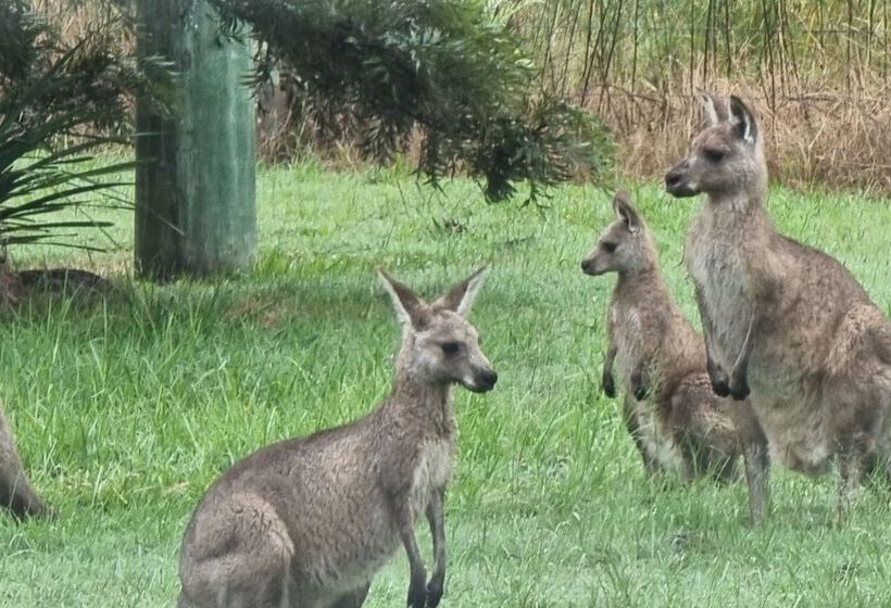 汽车旅馆 Vacy Hunter Valley Lodge