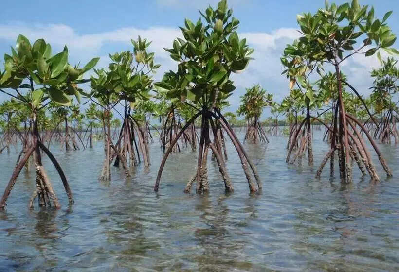 ペンション Eco Cabanas Marakolliya