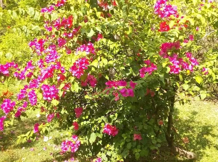 ペンション Nature Lodge