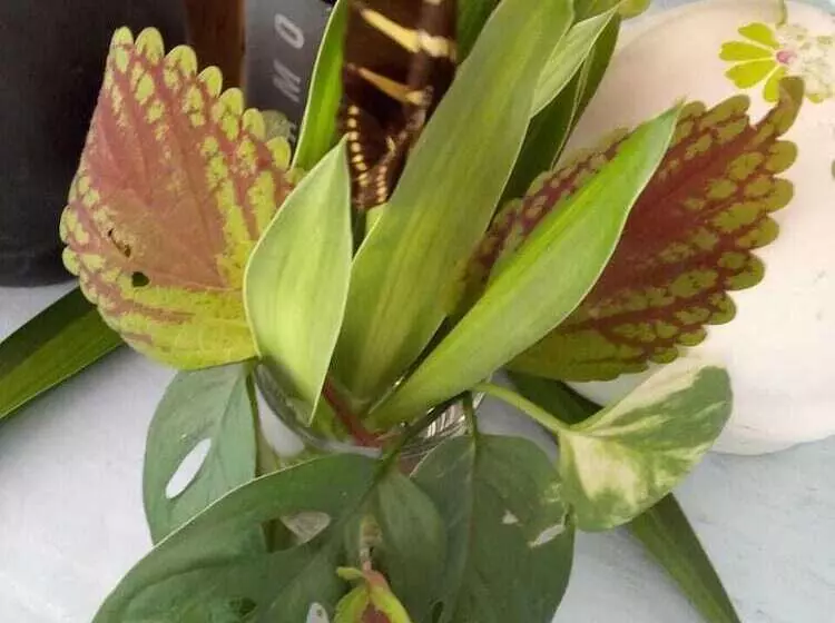 Hotelli Hosteria Chata Adults Only