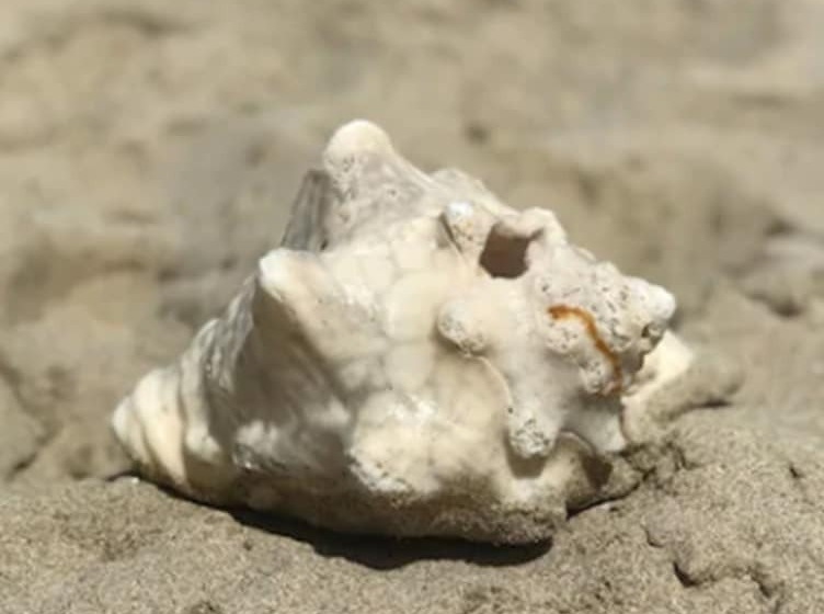 هتل Cottages By The Sea