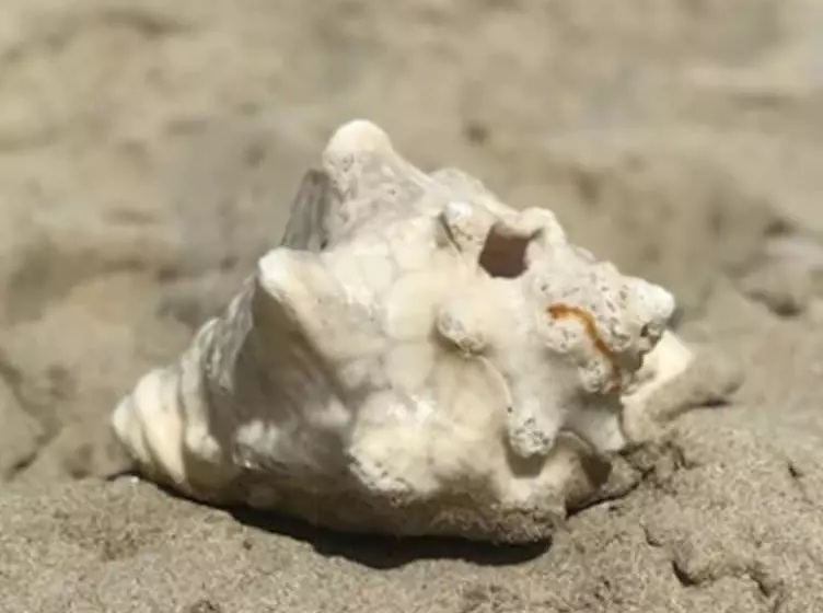 هتل Cottages By The Sea