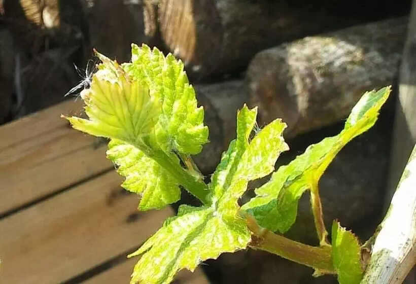 Majatalo Das Gästehaus In Valwig