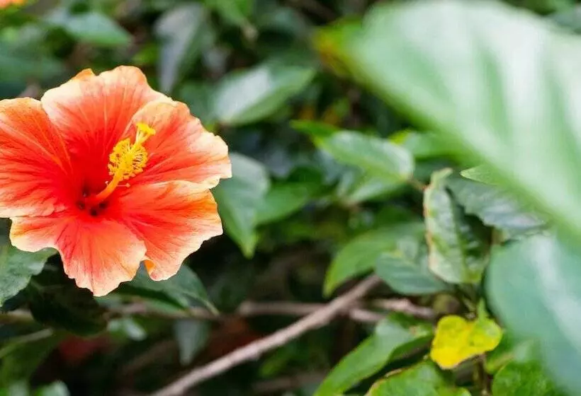 Kaimana Inn Hotel Restaurant