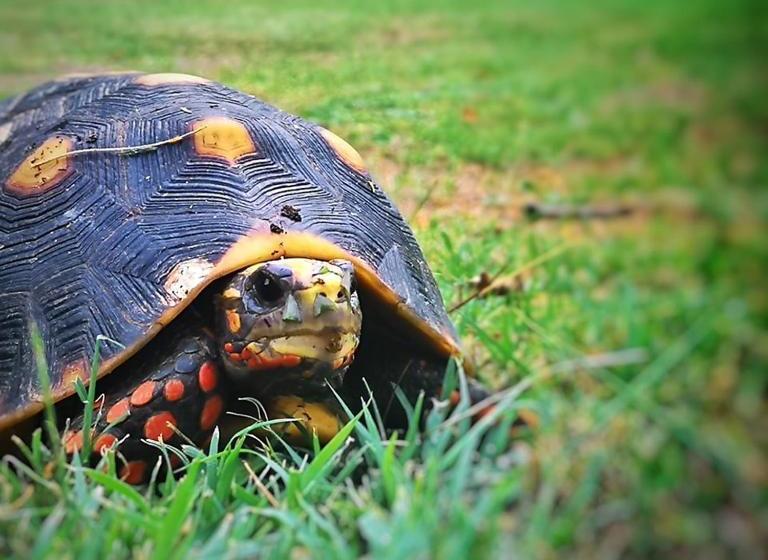 אתר נופש Tenuta Chatham Bay