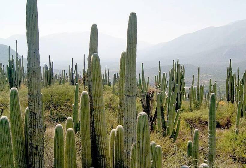 Отель Cr Tehuacan