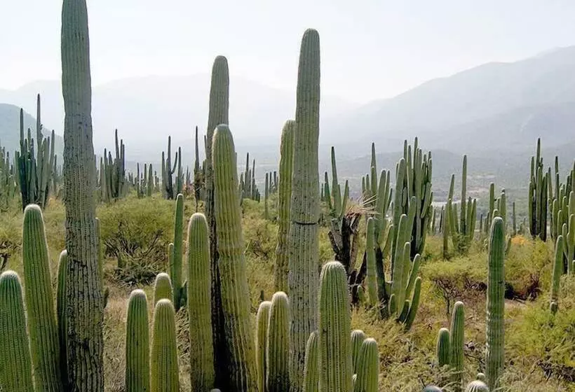 ホテル Cr Tehuacan
