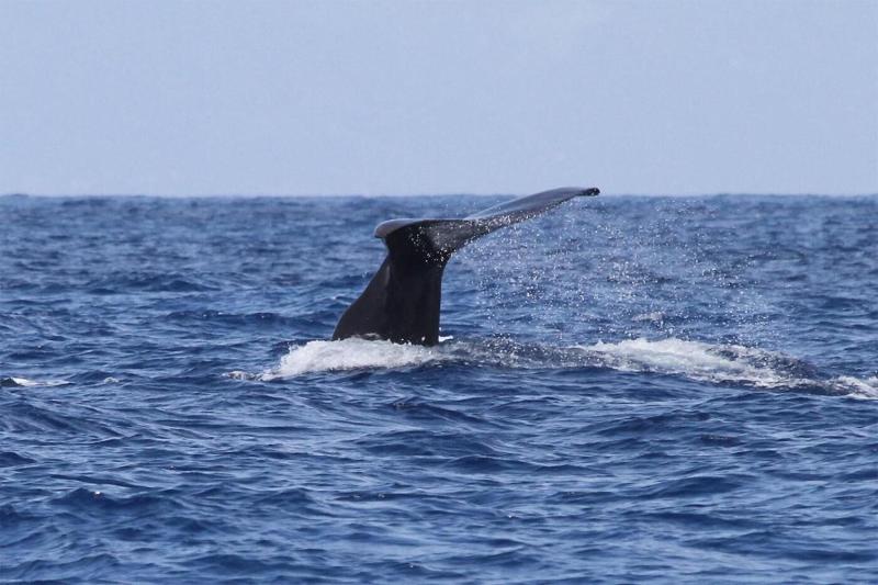 פנסיון Brygga Restaurant & Room