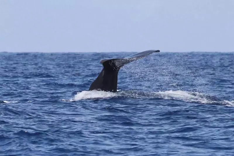 Majatalo Brygga Restaurant & Room