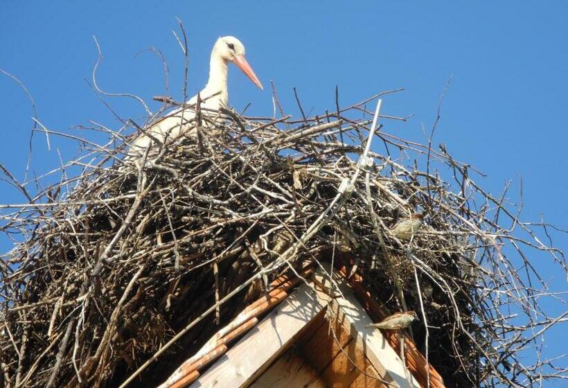 膳宿费 Tradicije Cigoc