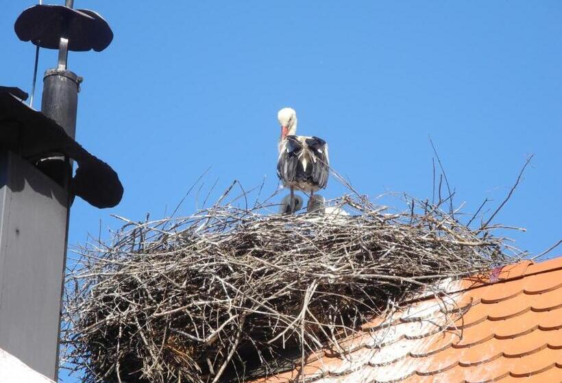 膳宿费 Tradicije Cigoc