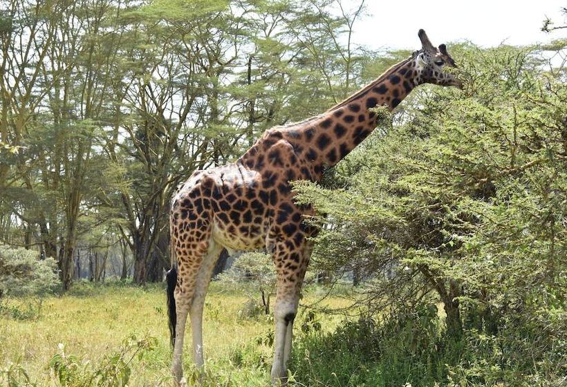 هتل Lake Nakuru Lodge