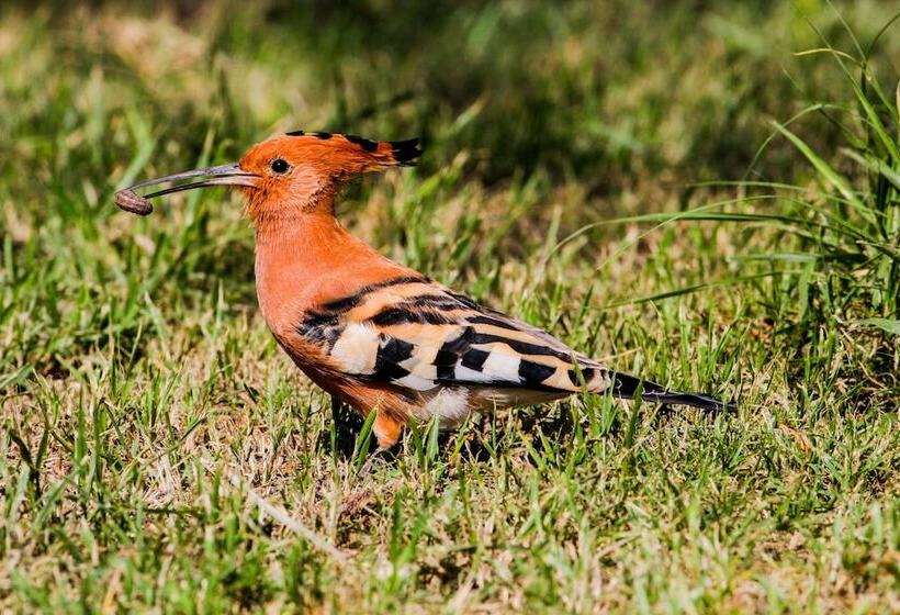 هتل Lake Nakuru Lodge