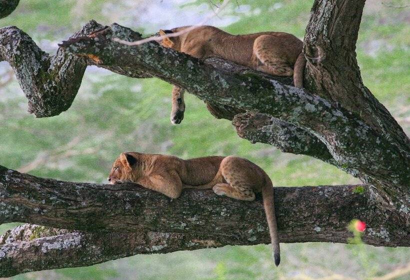 هتل Lake Nakuru Lodge