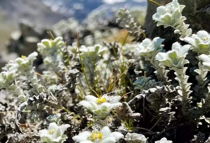 Arthur S Pass Motel & Lodge