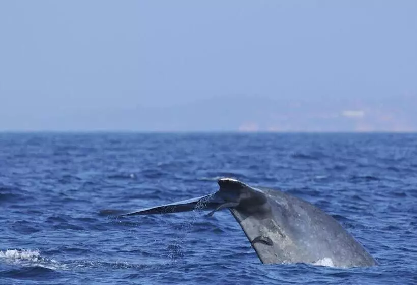 Majatalo Wonderland Mirissa Lucky Guest Home