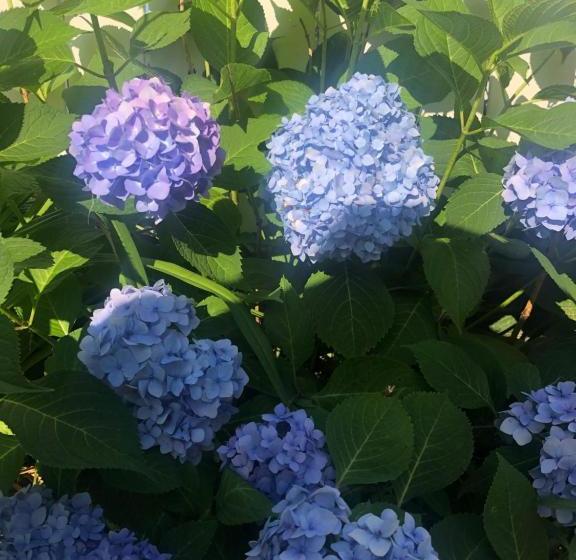 Bed and Breakfast Ottaway Inn Llc