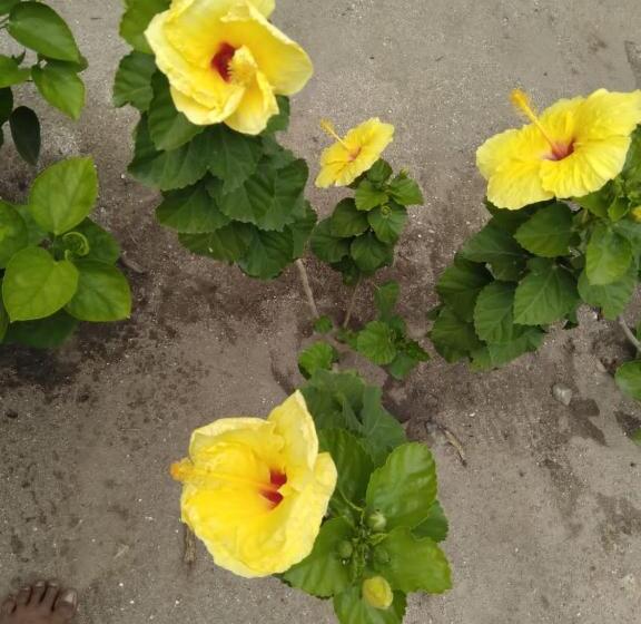 پانسیون Hostal La Finquita